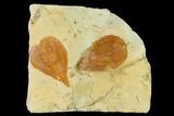 Two Fossil Mulberry (Morus) Leaves - Montana #143777-1